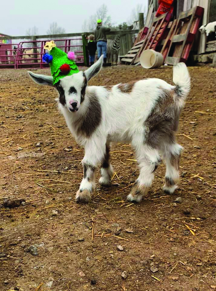 Christmas in the Barn